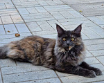 Кошки в Отрадном: Пропала кошка Девочка, Бесплатно - фото 1