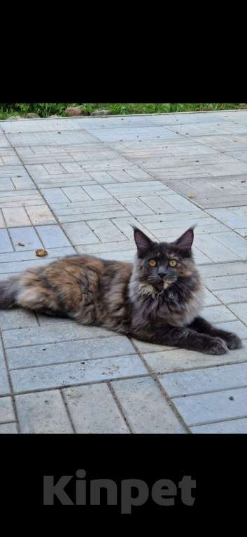 Кошки в Отрадном: Пропала кошка Девочка, Бесплатно - фото 1