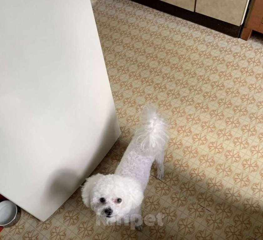 Собаки в Москве: Отдам в добрые руки Мальчик, Бесплатно - фото 6