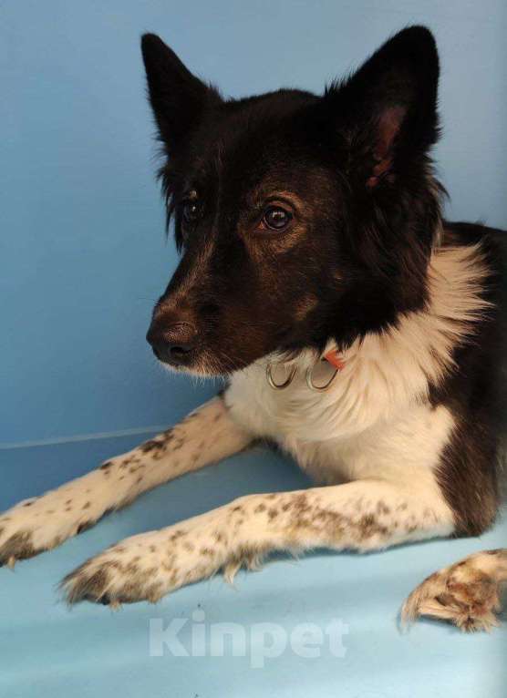 Собаки в Москве: Бывшедомашняя бордер колли. Ее выкинули из машины Девочка, Бесплатно - фото 2