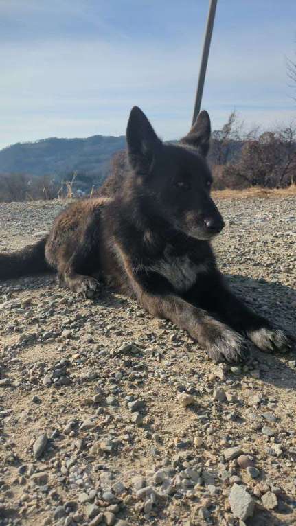 Собаки в других городах Краснодарского края: Метис бельгийской овчарки в дар с доставкой Мальчик, Бесплатно - фото 6