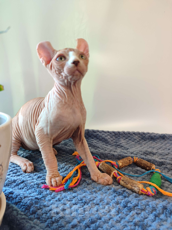 Кошки в других городах Краснодарского края: Эльф, Канадский сфинкс БРОНЬ  Мальчик, 35 000 руб. - фото 4