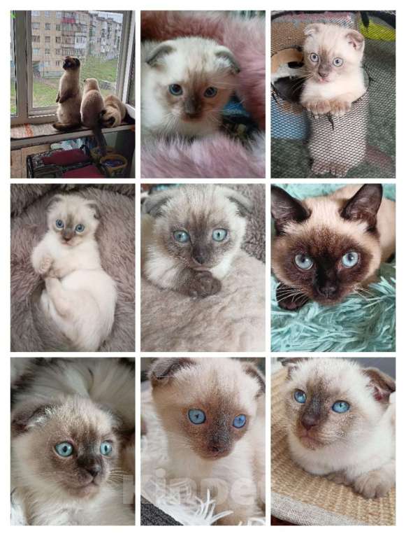 Кошки в Мурманске: манчкин Софи Девочка, Бесплатно - фото 4