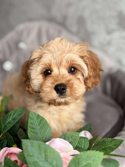 Кавапу щенок