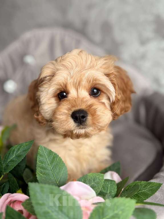 Собаки в Москве: Кавапу щенок Девочка, Бесплатно - фото 1