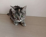 Кошки в Бородино: Котенок, Бесплатно - фото 3