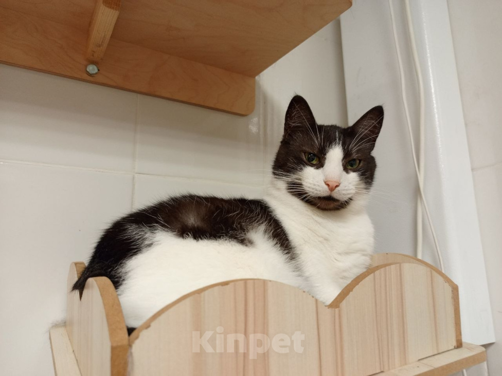 Кошки в Москве: Кот в добрые руки Мальчик, Бесплатно - фото 4