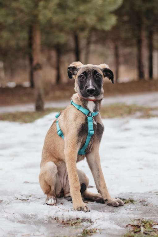 Собаки в Москве: Кэсси — невероятная малышка ищет дом Девочка, Бесплатно - фото 8