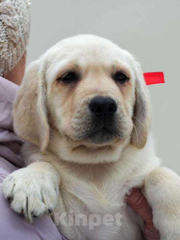 Собаки в других городах Липецкой области: Щенок лабрадора Холлабвууд'с Памела Девочка, 60 000 руб. - фото 5