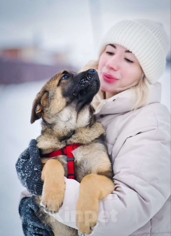 Собаки в других городах Московской области: Веселый парень Рокки хочет домой Мальчик, Бесплатно - фото 6