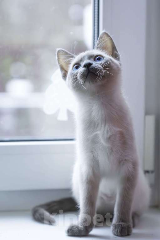 Кошки в Москве: Зефирка  Девочка, 25 000 руб. - фото 2