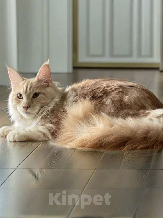 Кошки в Москве: КОТЕНОК МЕЙН-КУН Мальчик, 70 000 руб. - фото 7