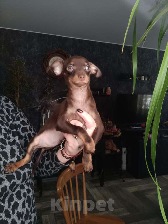 Собаки в Москве: Шоко мальчик Мальчик, 40 000 руб. - фото 2