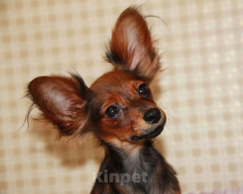 Собаки в Выборге: Подрощенный щенок русского тоя Мальчик, 30 000 руб. - фото 2