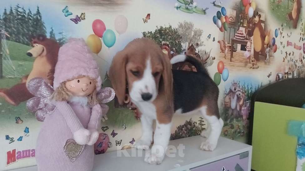 Собаки в Сызрани: Девочка Девочка, 40 000 руб. - фото 2