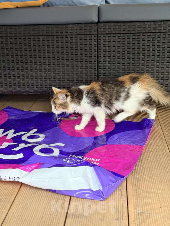 Кошки в Москве: Котенок Алёнка Девочка, Бесплатно - фото 1