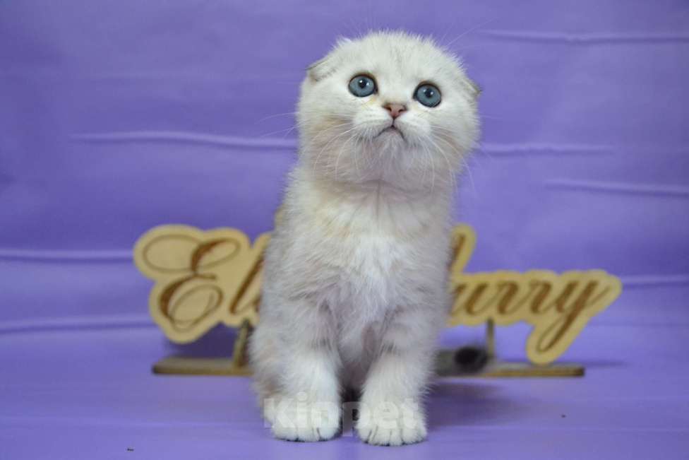 Кошки в Москве: Серебристый мраморный мальчик Мальчик, 60 000 руб. - фото 6