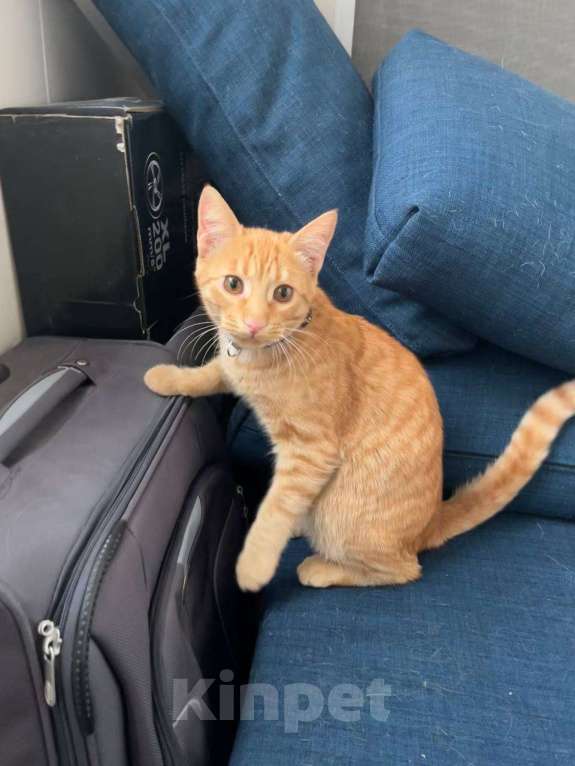 Кошки в Москве: Рыжий котёнок Мальчик, Бесплатно - фото 2
