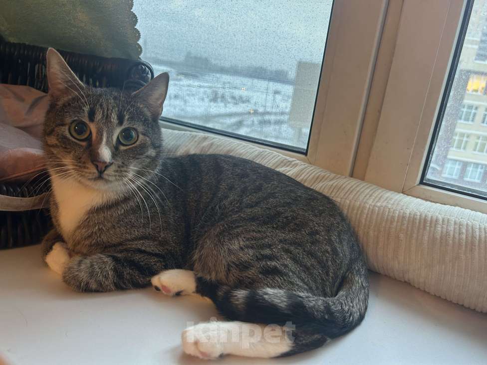 Кошки в Мурином: Маркус продолжает искать хозяина Мальчик, Бесплатно - фото 3