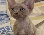 Кошки в Москве: Котята девон рекс Лиловые, циннамон, шоколадный мрамор Девочка, 85 000 руб. - фото 9