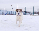 Собаки в Подольске: Очаровательный песик Каспий в добрые руки Мальчик, Бесплатно - фото 1