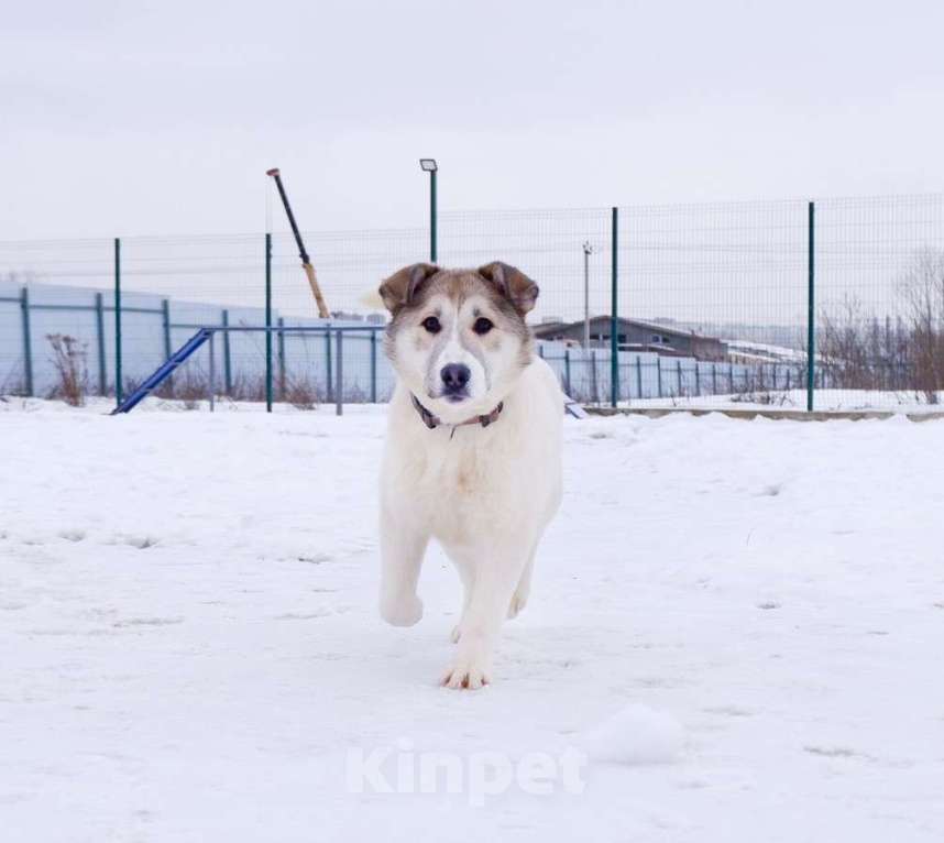 Собаки в Подольске: Очаровательный песик Каспий в добрые руки Мальчик, Бесплатно - фото 1