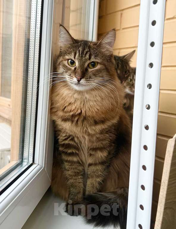 Кошки в Москве: Пушистая кошечка Маковка в добрые руки Девочка, Бесплатно - фото 3