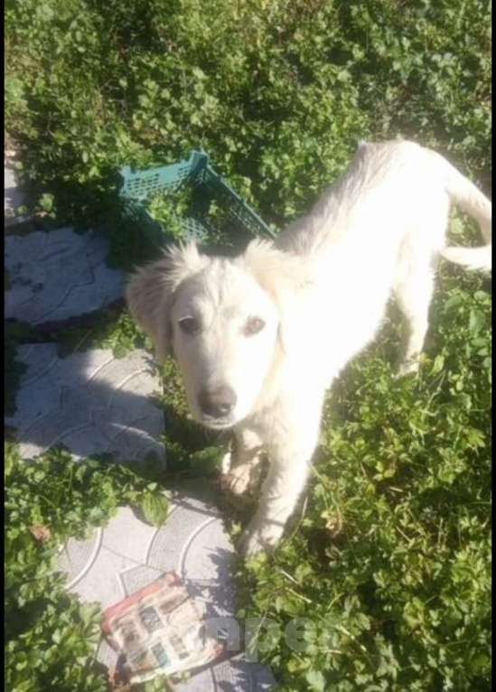 Собаки в других городах Владимирской области: Красивая малышка, помесь ретривера в добрые ручки! Девочка, Бесплатно - фото 1