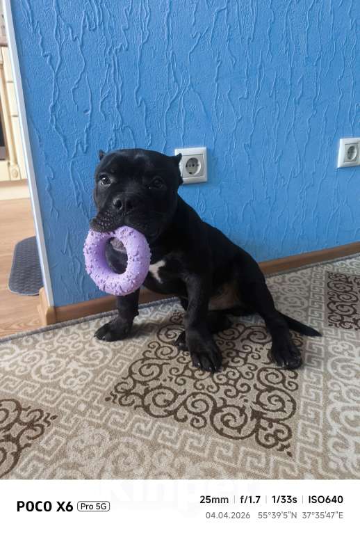 Собаки в Москве: Американский Булли щенок Мальчик, 35 000 руб. - фото 1