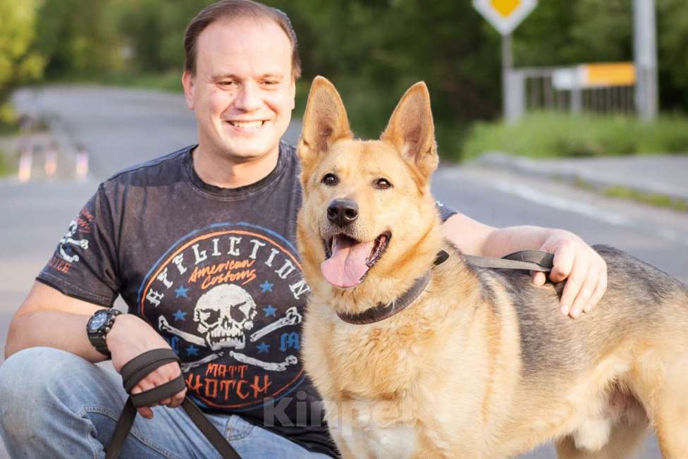 Собаки в Москве: Лорд ищет дом Мальчик, Бесплатно - фото 6