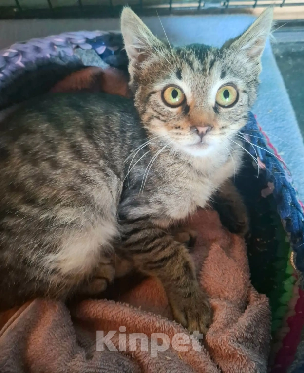 Кошки в Калуге: Котёнок в добрые руки Девочка, Бесплатно - фото 5