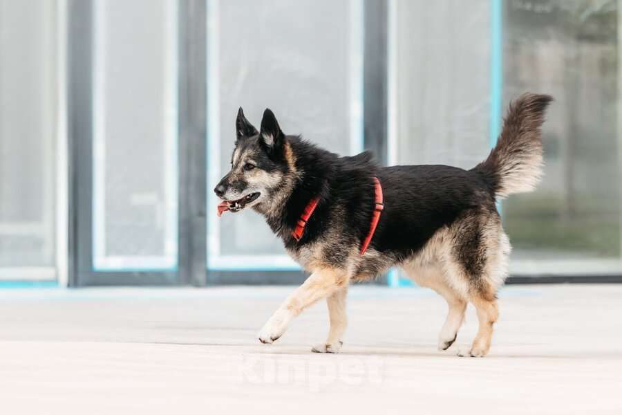 Собаки в Москве: Крис — собака с огромным сердцем и тихой надеждой. Мальчик, Бесплатно - фото 4