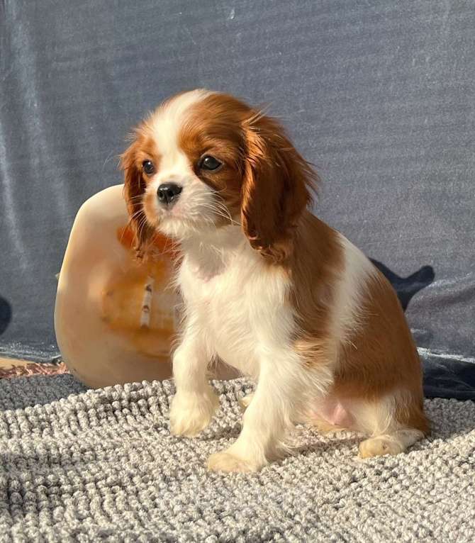 Собаки в Санкт-Петербурге: БЕСТ ИЛРЕАН ИНДАРА Девочка, 190 000 руб. - фото 5
