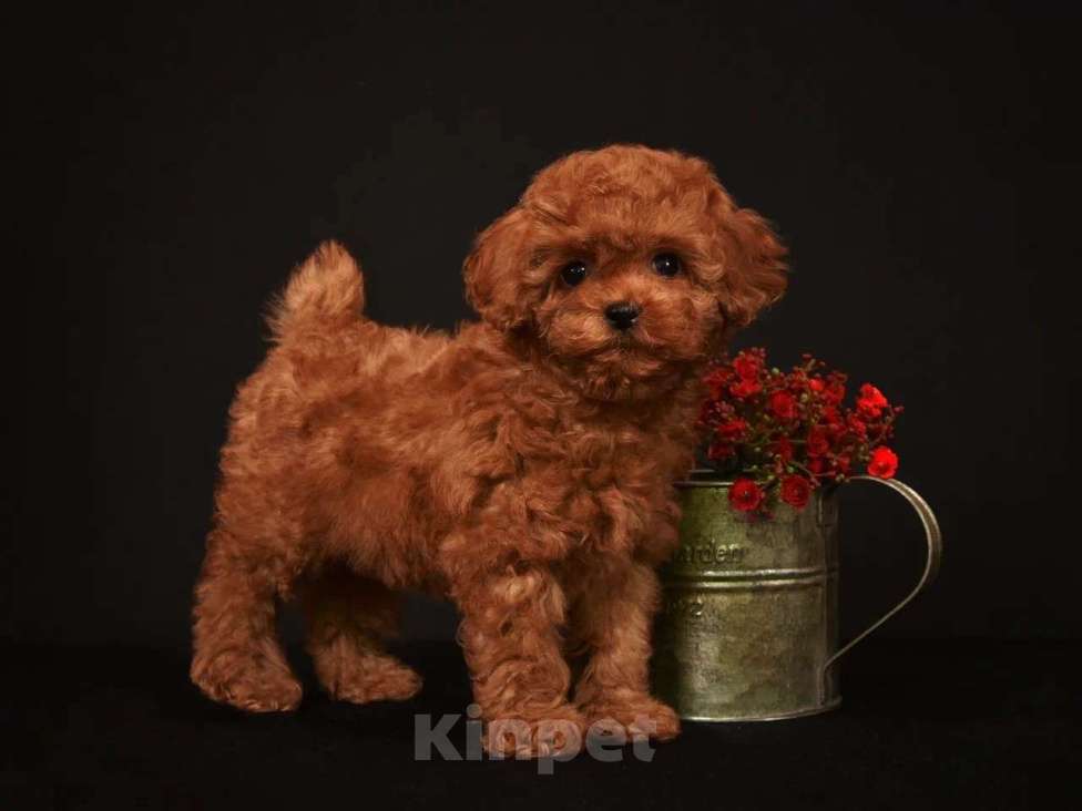 Собаки в других городах Московской области: Щенок Тедди пудель Девочка, 200 000 руб. - фото 2