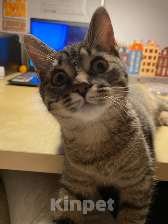 Кошки в Мурином: Отдам кошечку в добрые руки  Девочка, Бесплатно - фото 2