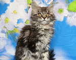 Кошки в Москве: Котёнок Мейн Кун Девочка из питомника Девочка, 50 000 руб. - фото 5