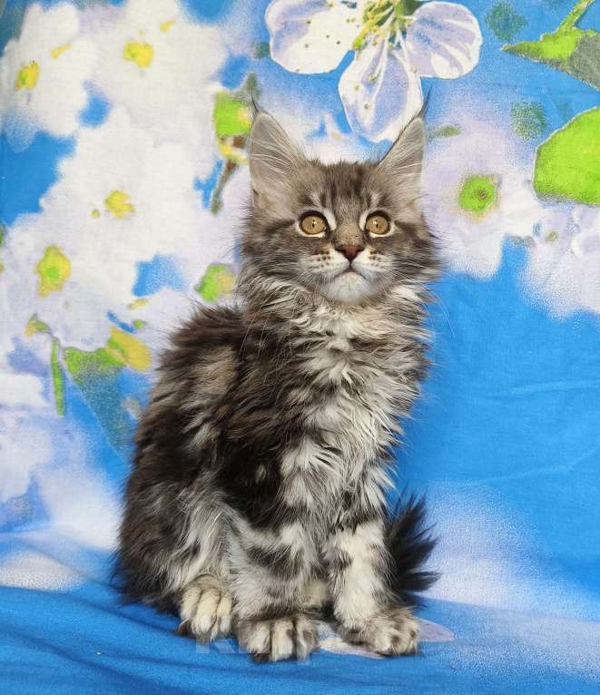 Кошки в Москве: Котёнок Мейн Кун Девочка из питомника Девочка, 50 000 руб. - фото 5