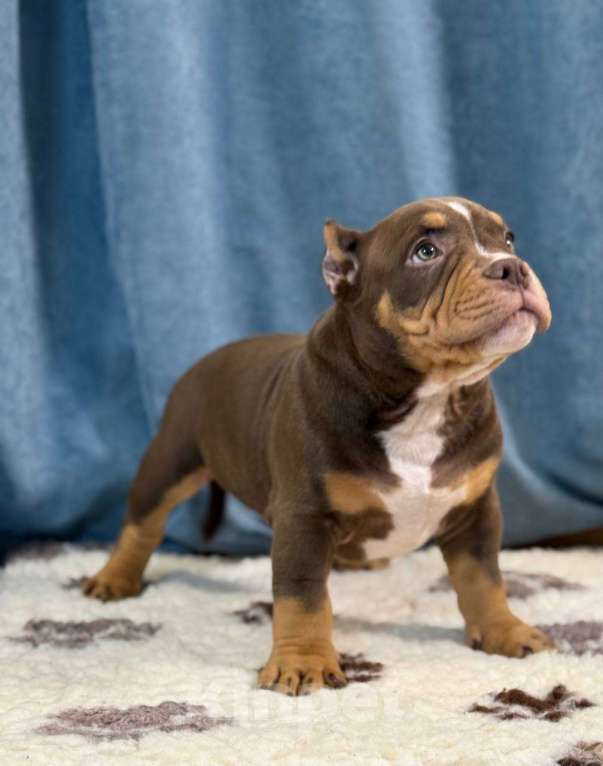 Собаки в Санкт-Петербурге: Продажа Мальчик, 100 000 руб. - фото 2