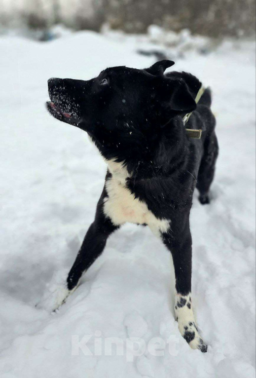 Собаки в Королеве: Щенок Джус ищет дом Мальчик, Бесплатно - фото 7