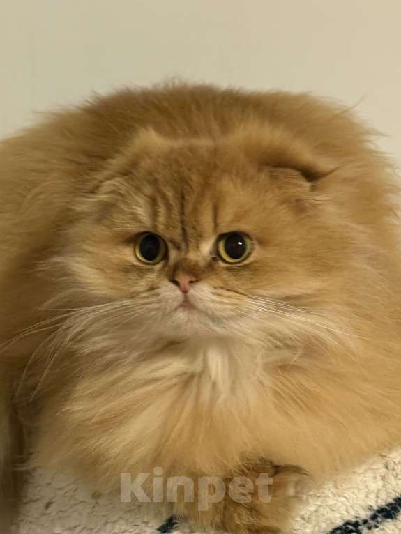 Кошки в Люберцах: Котята Девочка, Бесплатно - фото 3