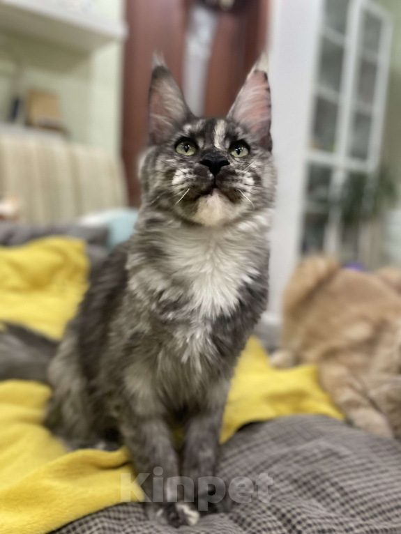 Кошки в Чайковском: Девочка Мейн кун.  MCO окрас- fs (дымная черепаха ) Девочка, 35 000 руб. - фото 9