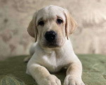 Собаки в Пушкино: Щенки Лабрадора от плановых вязок Мальчик, 40 000 руб. - фото 1