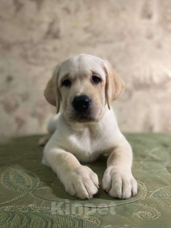 Собаки в Пушкино: Щенки Лабрадора от плановых вязок Мальчик, 40 000 руб. - фото 1