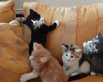 Кошки в Москве: Норвежские лесные котята Девочка, Бесплатно - фото 2