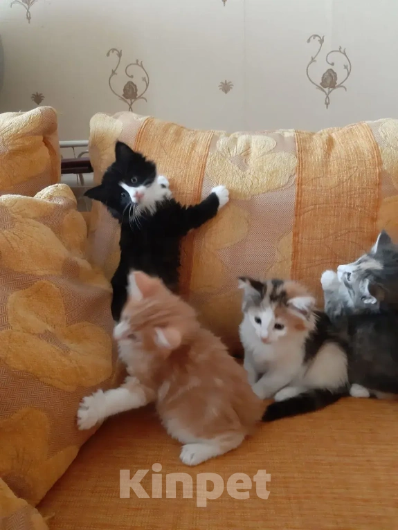 Кошки в Москве: Норвежские лесные котята Девочка, Бесплатно - фото 2
