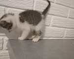 Кошки в Самаре: Котята в добрые руки Девочка, Бесплатно - фото 4