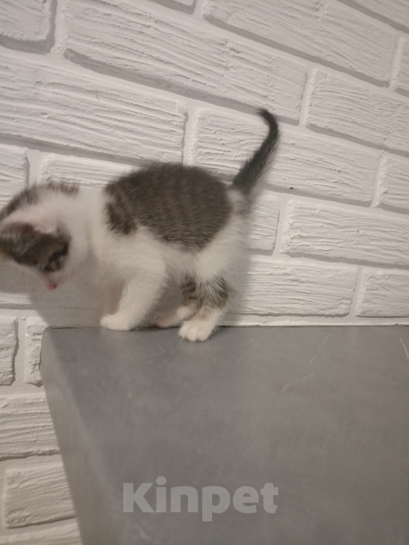Кошки в Самаре: Котята в добрые руки Девочка, Бесплатно - фото 4