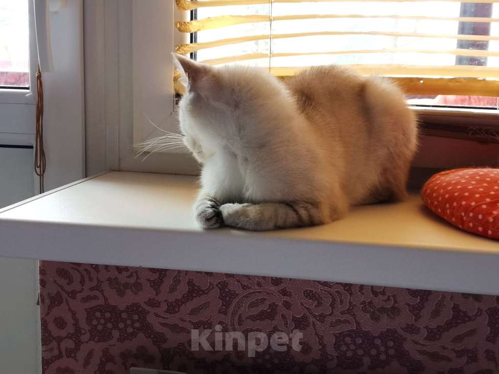 Кошки в Москве: Британские котята Девочка, 3 000 руб. - фото 3