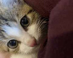Кошки в Москве: Потерялся котёнок  Мальчик, Бесплатно - фото 1