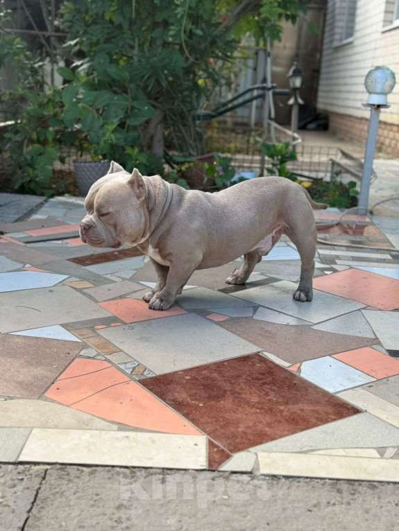 Собаки в Краснодаре: Микроэкзот булли на вязку Мальчик, 25 000 руб. - фото 1
